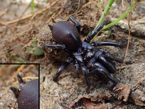 Réf. 233 890 : Atypus piceus